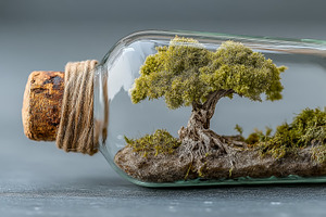 Miniature tree enclosed in a glass bottle showcasing nature and creativity, an Illustration by AS photostudio