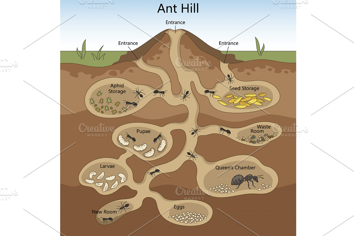 Ant Hill Structure Diagram structure, an Animal Illustration by AlexArt