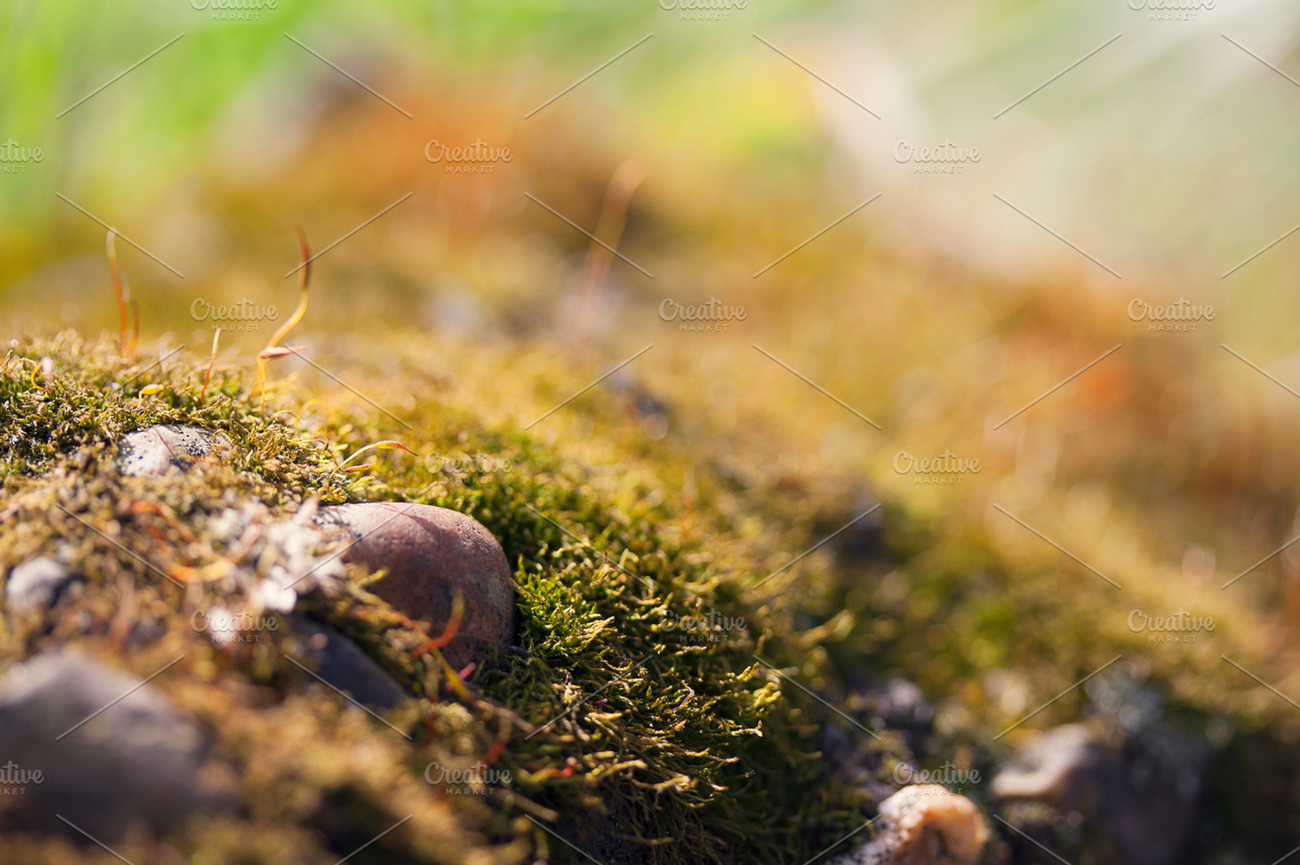 Tiny Landscape