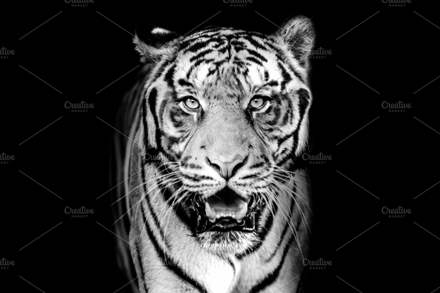 tiger on BW dark background, an Animal Photo by D&K Project