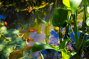 Pond stock photo containing coco blanch and fishes