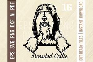 Bearded Collie Peeking Dog