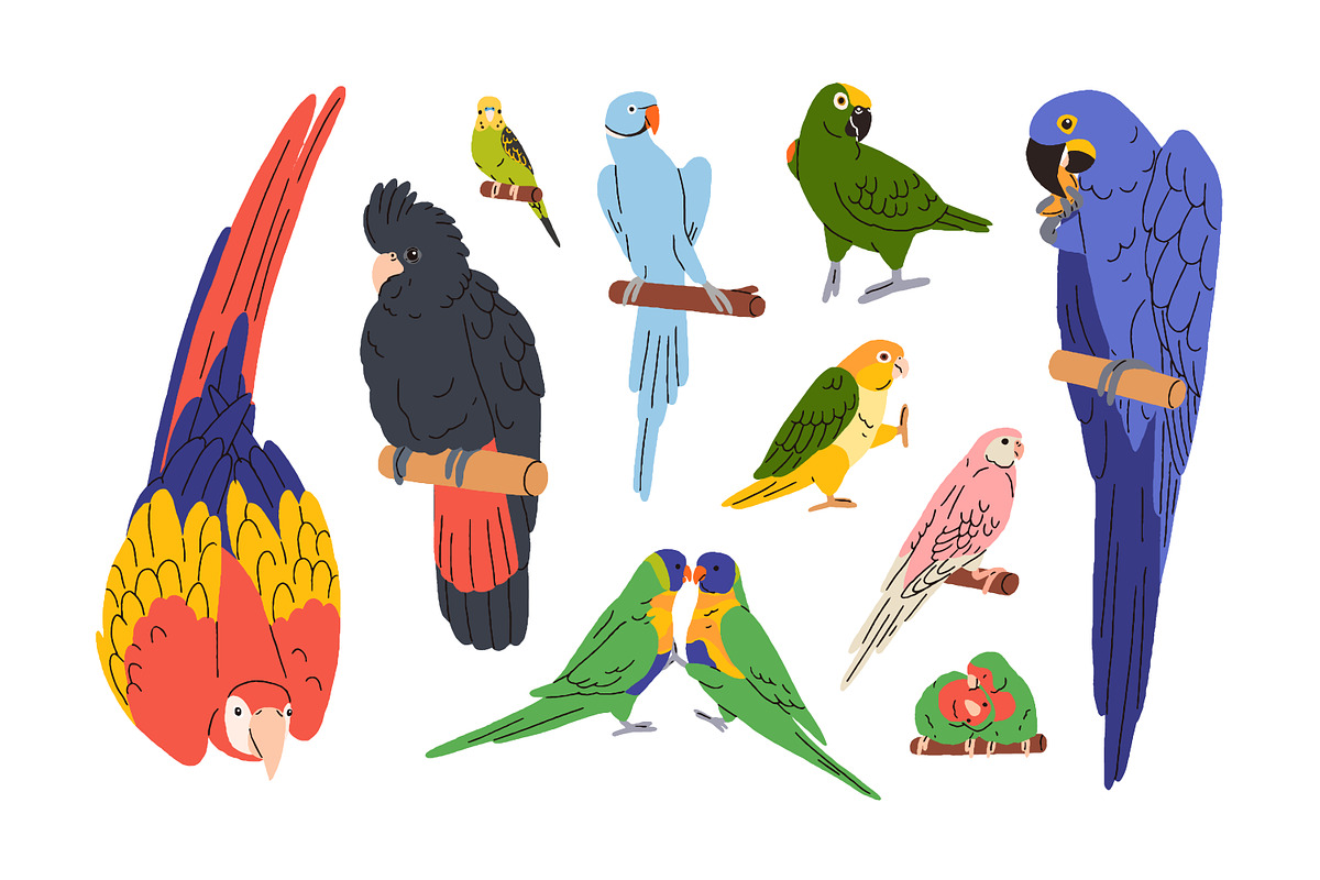 Tropical jungle parrot birds set, an Animal Illustration by Good Studio (Photo 3 of 5)