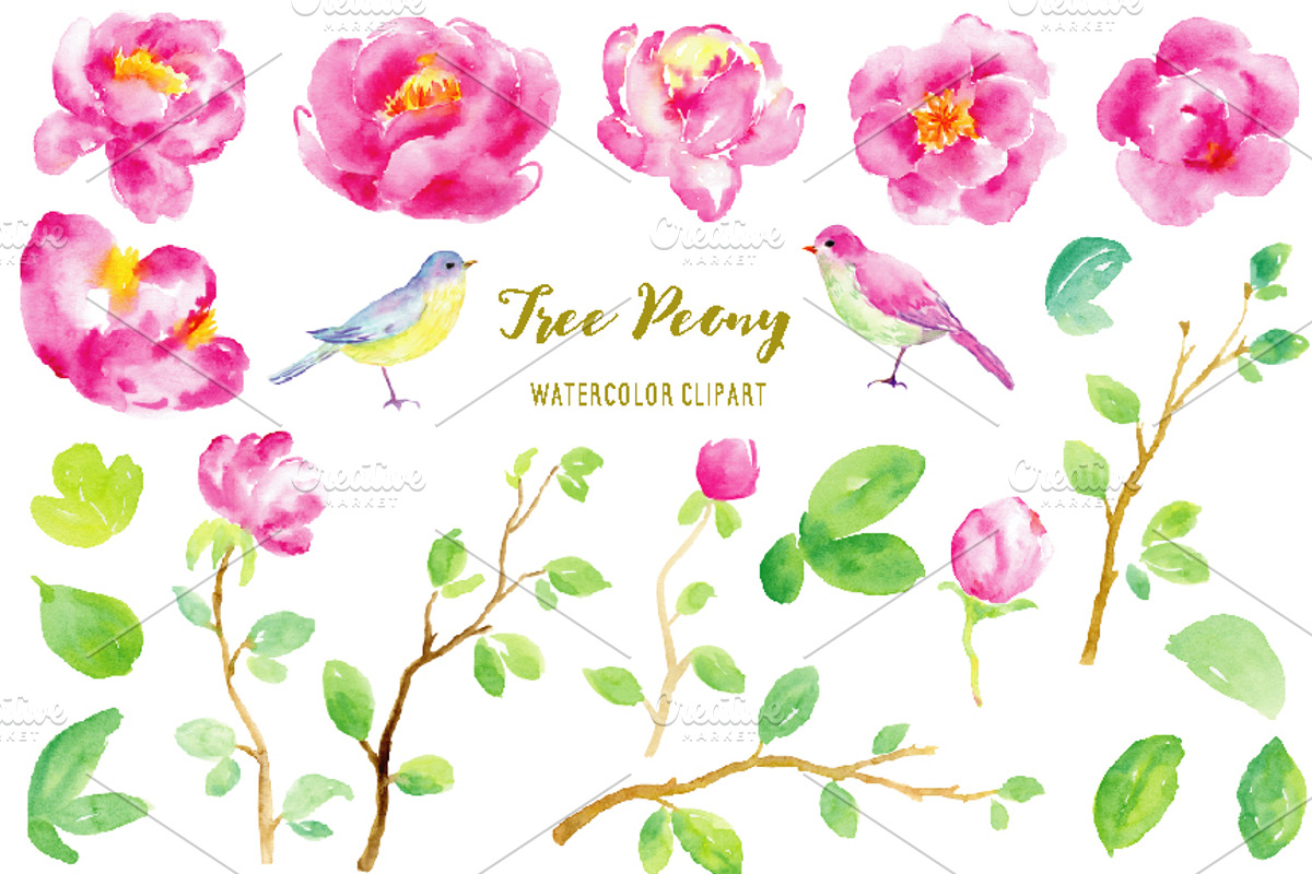 Watercolor Clipart Purple Tree Peony, an Illustration by Corner Croft (Photo 2 of 4)