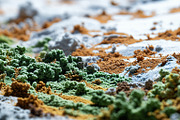 52 Fictional Microscopic Organisms, an Abstract Photo by h.utomo (Thumbnail 23 of 52)