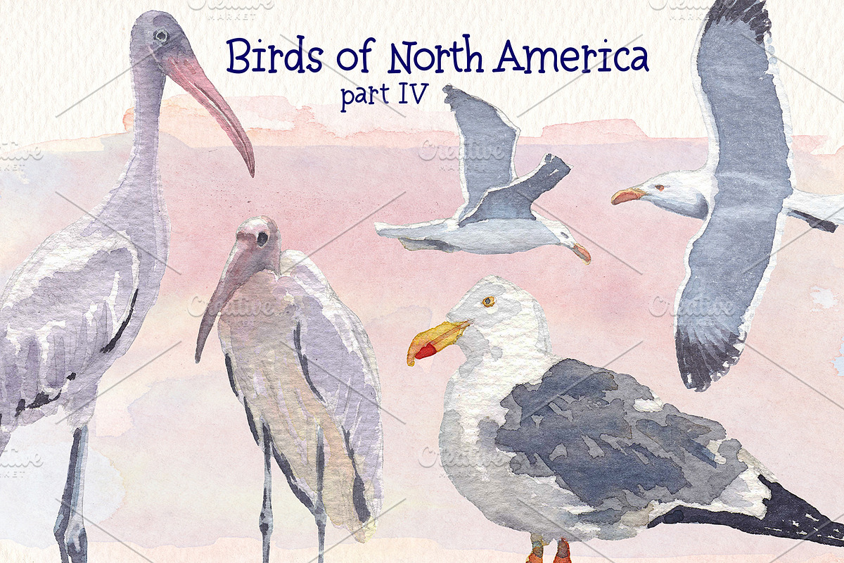 Birds of North America part 4, an Animal Illustration by Art & Things (Photo 3 of 6)