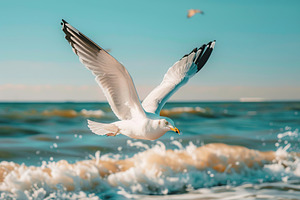White seagull are flying above the beach, an Animal Photo by AlyaAnd