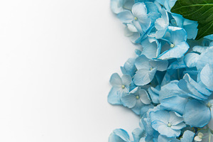 Blue hydrangea flowers creating delicate floral border template, a Nature Photo by Olena Rudo