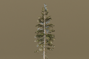 The Norway Spruce Tree, a Plants & Tree 3D Model by FuturePastCreatives (Thumbnail 4 of 7)