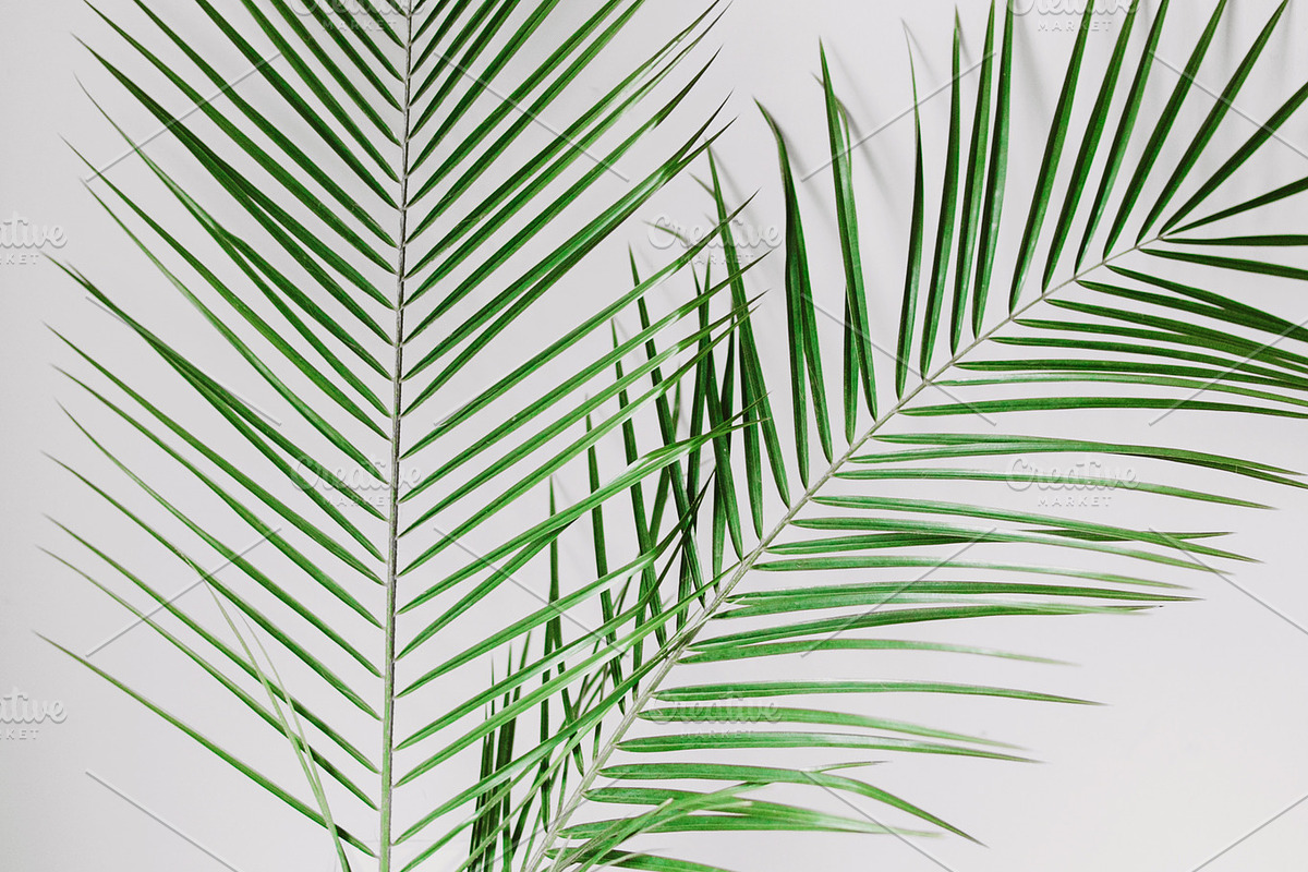 Modern & Fresh Palm Leaves, an Arts & Entertainment Photo by Light & Grace (Photo 2 of 2)
