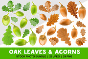 Oak tree leaves and acorns, an Object Graphic by Fruits+Veggies (Thumbnail 1 of 11)