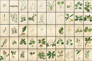 300 Vintage Botanical Illustrations