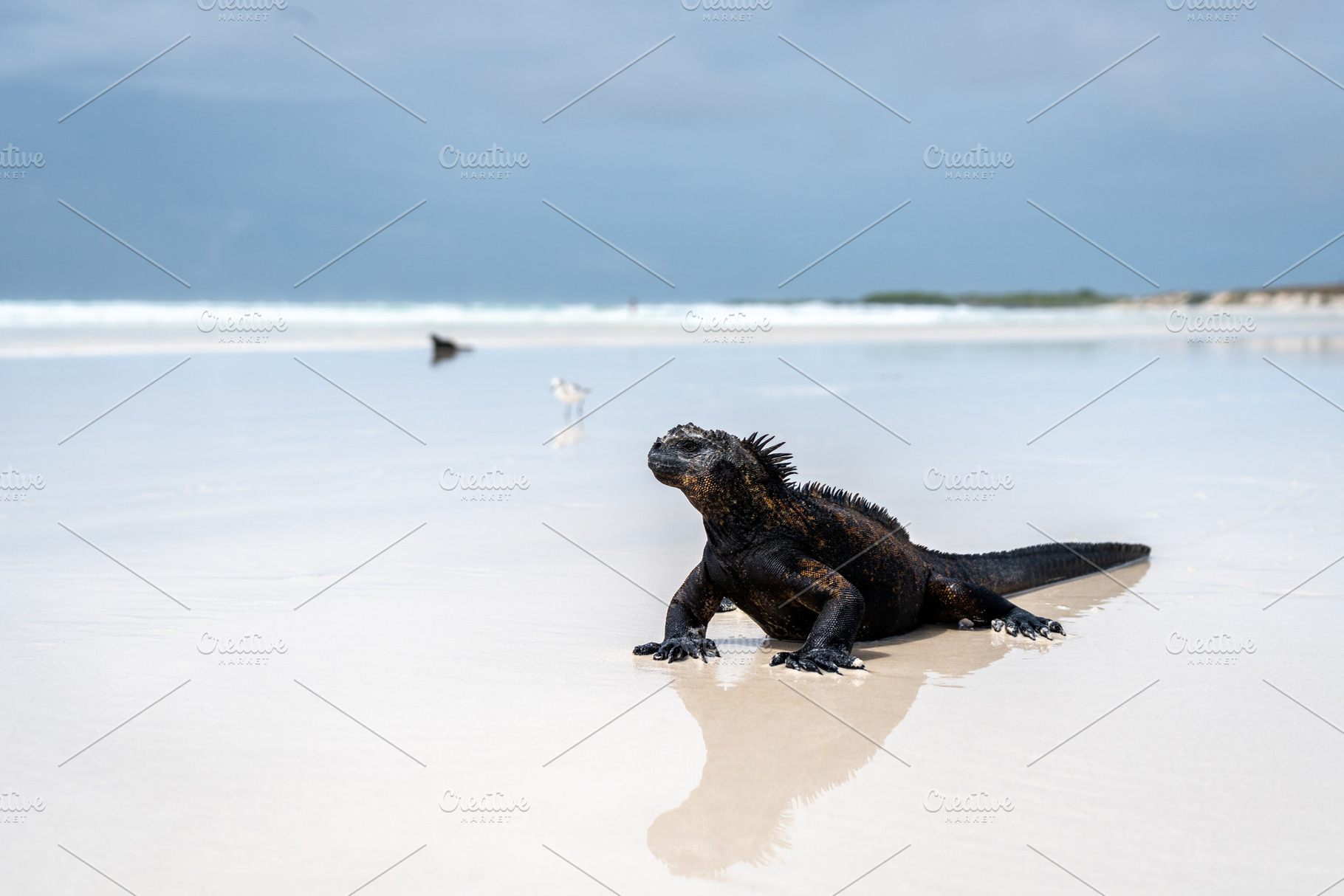 Marine iguana basking on Tortuga Bay beach, Galapagos, Ecuador, a Nature Photo by GoodGoods