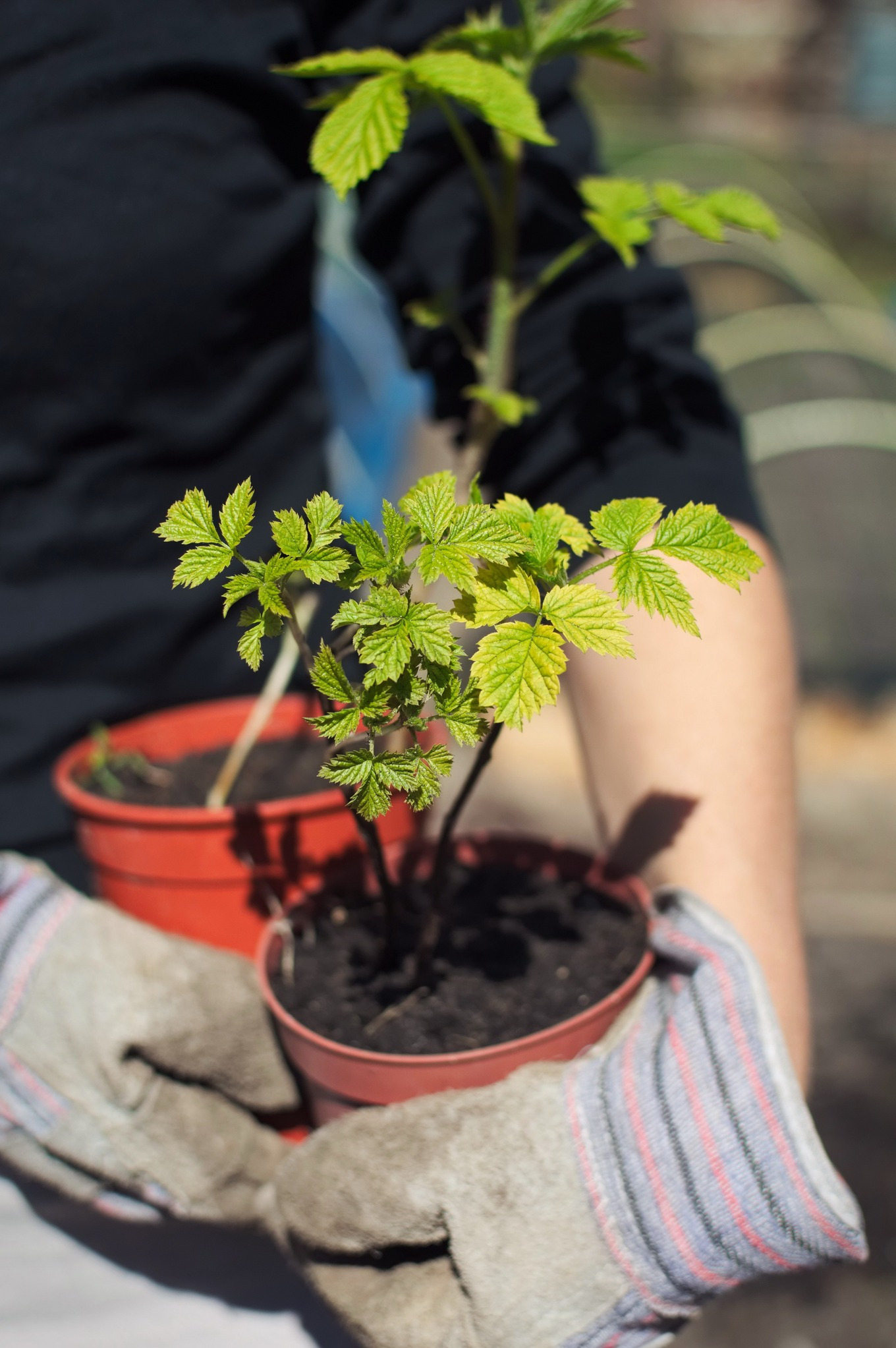 Holding raspberry plants, a Person Photo by Adam Szuly Photography