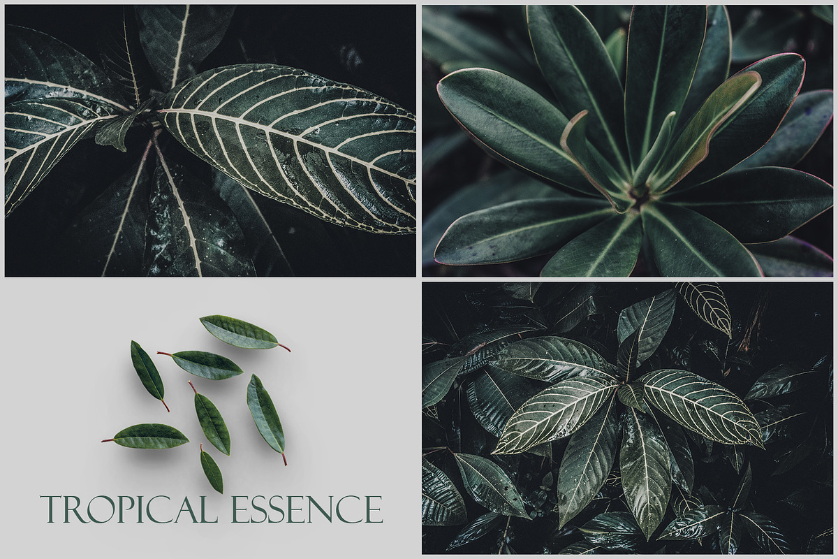 Tropical Essence. Photo bundle, a Wallpaper Graphic by EYWA ART (Photo 7 of 8)