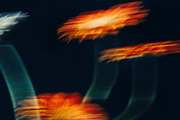 FlowerBloom 5 - Fine Art Photography, an Abstract Photo by Marie Dumora (Thumbnail 5 of 5)