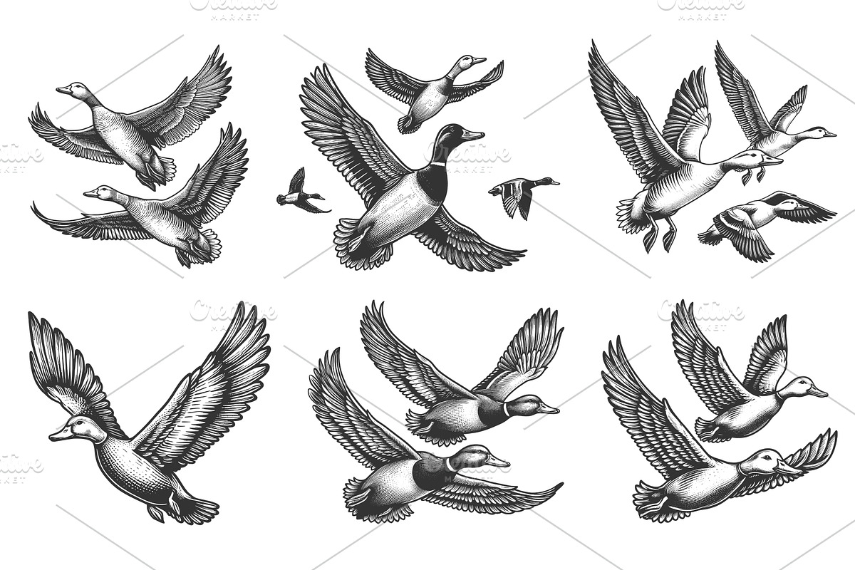 flying duck engraving set vector, an Animal Illustration by AlexArt