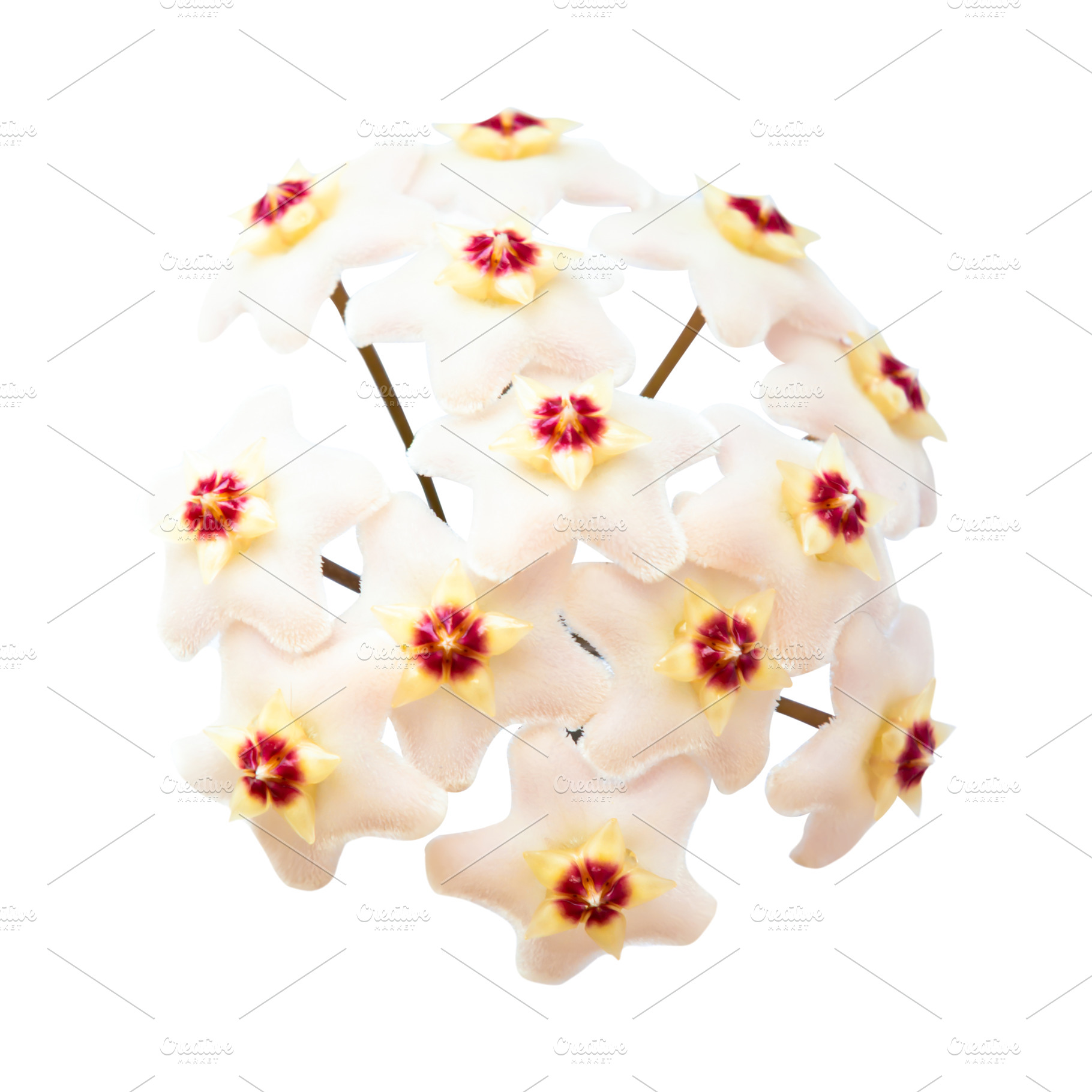 White flowers Hoya Carnosa, a Nature Photo by Vapi