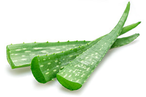 Fresh cuts of aloe Vera leaves isolated on white background., a Food & Drink Photo by Volff