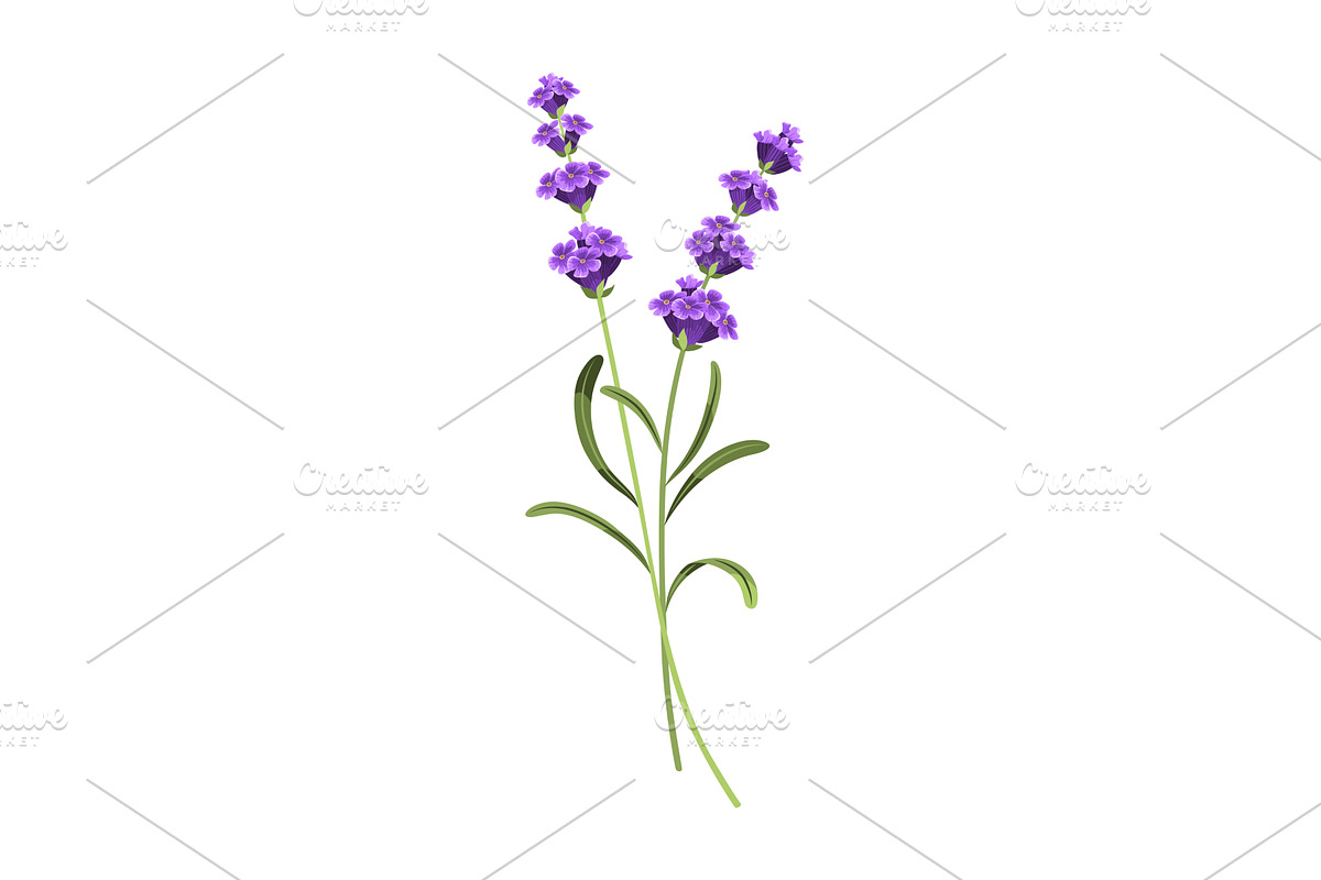 Lavender. Vector illustration of, an Object Illustration by the8monkey