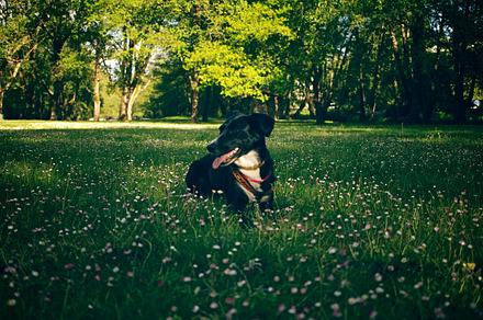 Puppy Dog Stock Photo preview 3