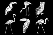 TROPIC SET, an Animal Illustration by Tanya Akhmett (Thumbnail 5 of 5)
