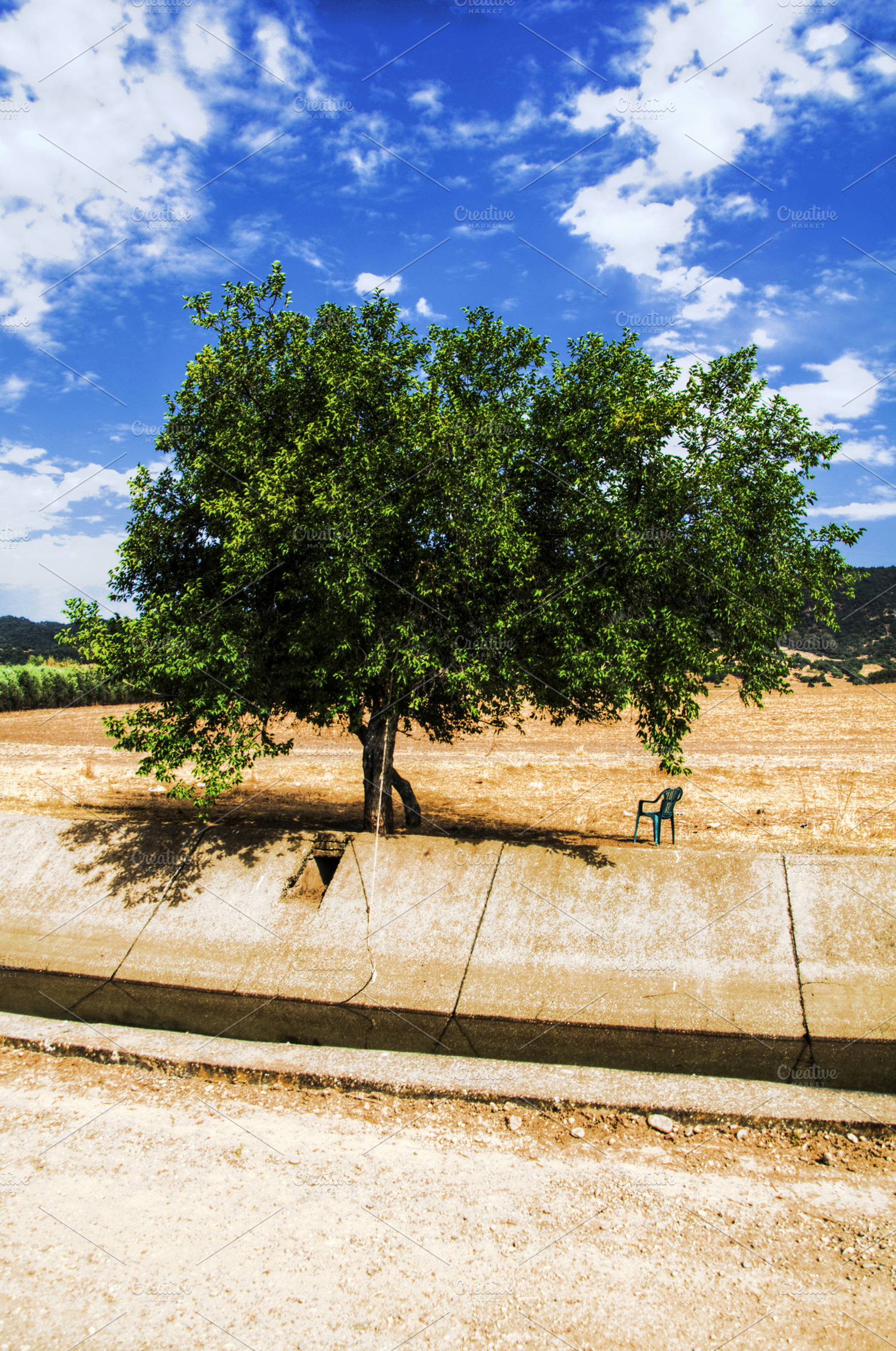 Tree, a Photo by lsalas-morera