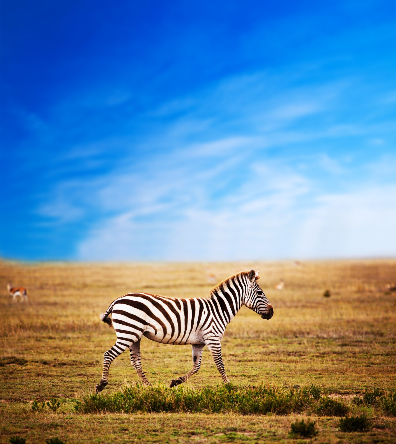 Zebra on african savanna containing zebra, animal, and wild, an Animal ...