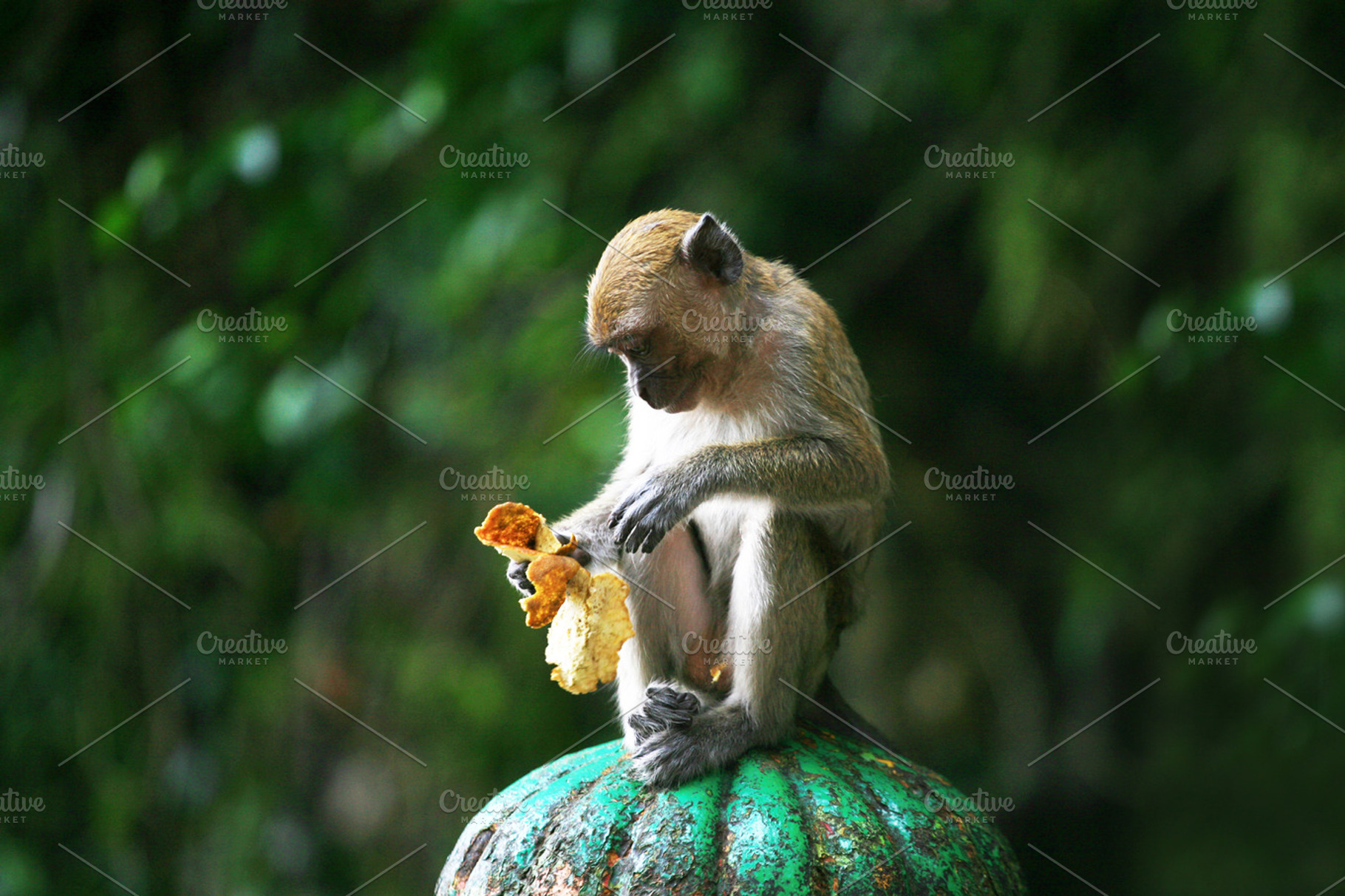 Monkey featuring monkey, macaque, and asia, an Animal Photo by VIBE Collective