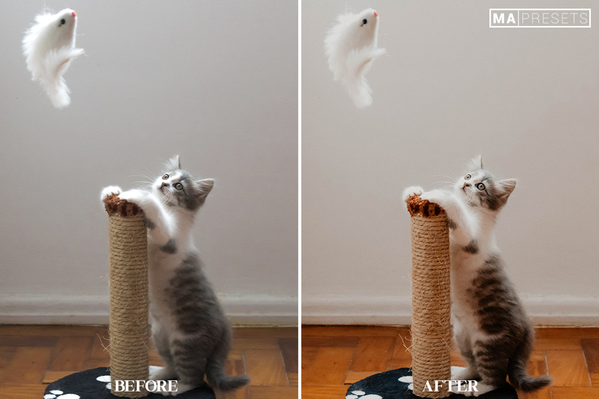 10 CAT Lightroom Presets, a Preset Add-On by MaPresets (Photo 12 of 15)