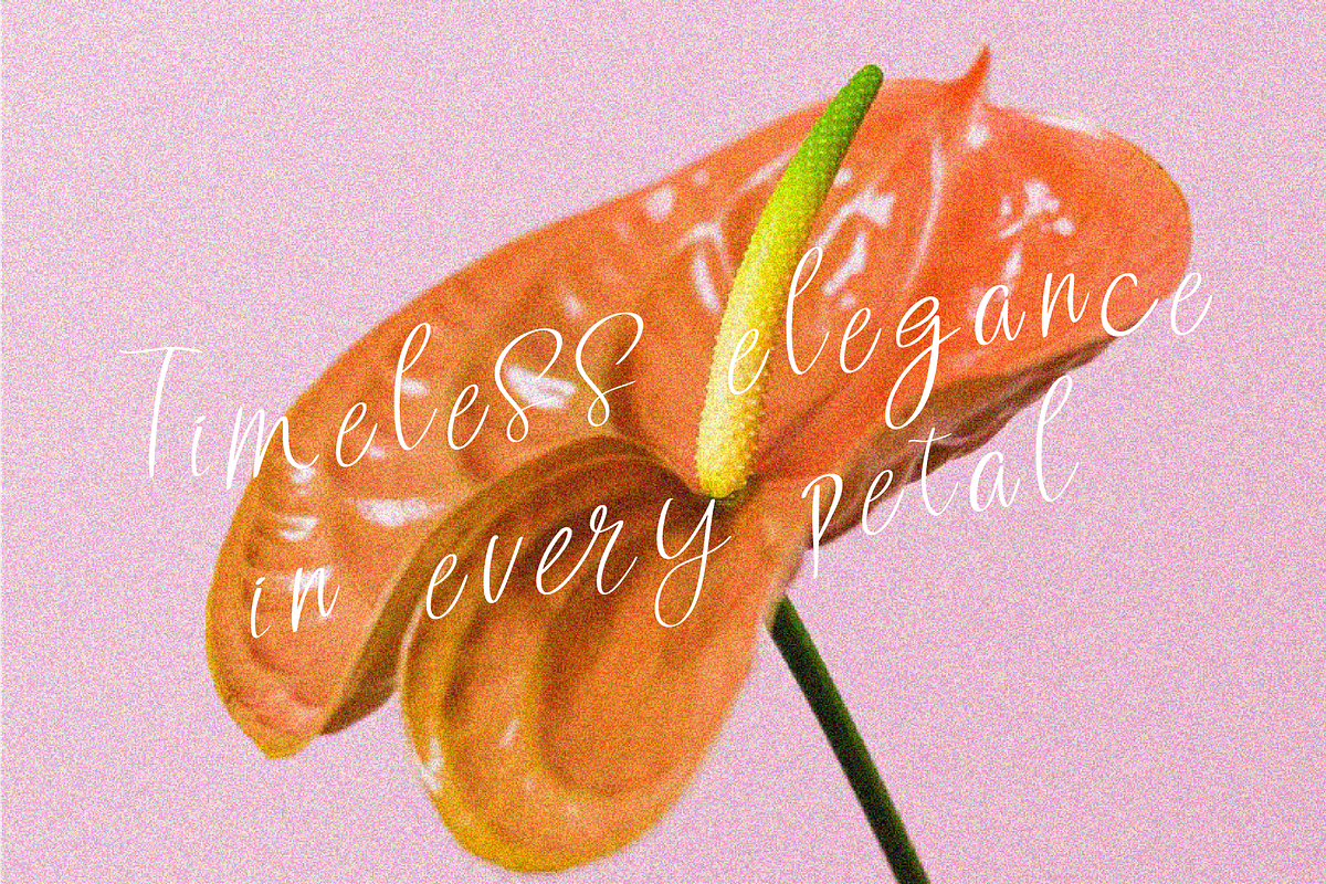 Valoria Script, a Script Font by Berdansabersama (Photo 8 of 9)