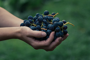 Woman holding grapes containing grapes, wine, and grape