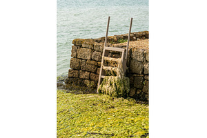 Blue-green summer algae covering the, a Nature Photo by Backyard Stock
