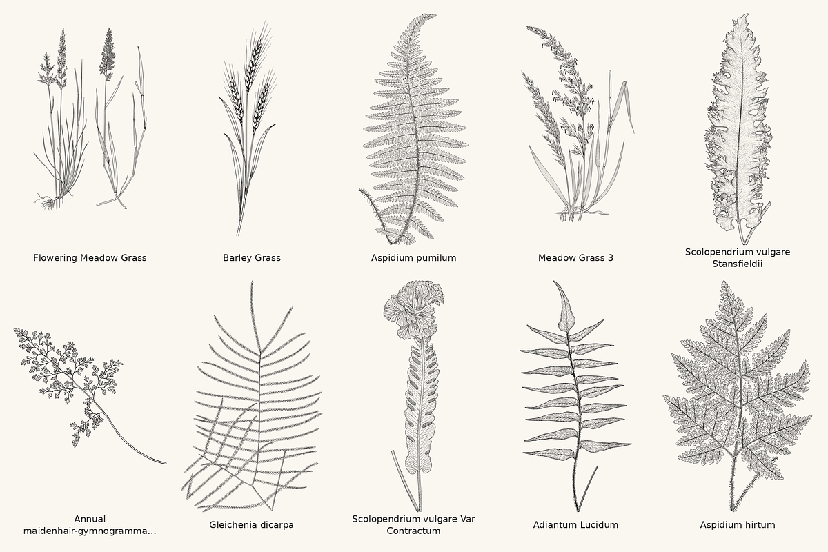 Fern & Grass Line Art Collection, a Decorative Illustration by AW Studios (Photo 6 of 11)