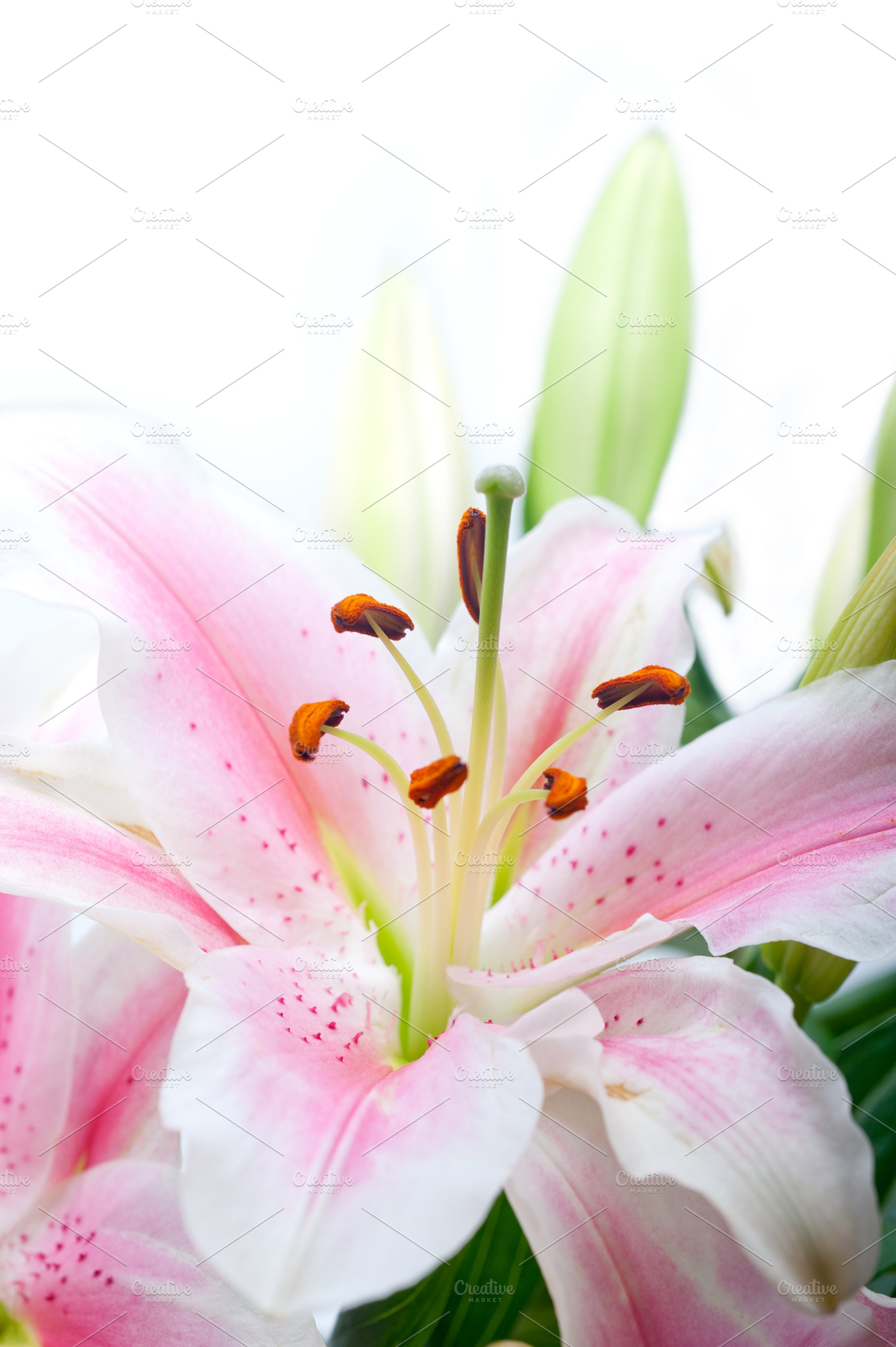 Lily flowers frame copyspace containing flower, white, and lily, a Nature Photo by keko64