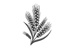 Wheat Ears Engraving Line Art Vector