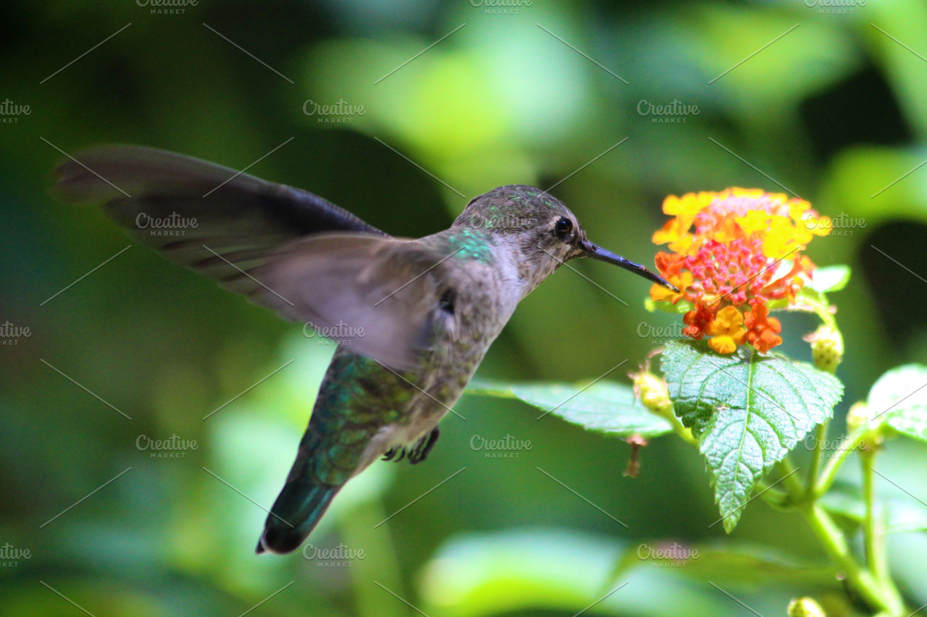 Annas Hummingbird