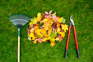 Rake on a wooden stick, garden shears and Colored  autumn foliage. Collecting grass clippings. Garden tools.