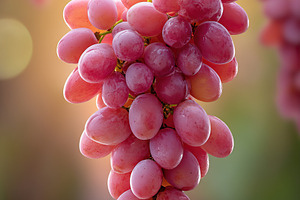 Bunch of ripe red grapes hanging from vine in warm sunlight with blurred backgr, a Food & Drink Photo by AlyaAnd