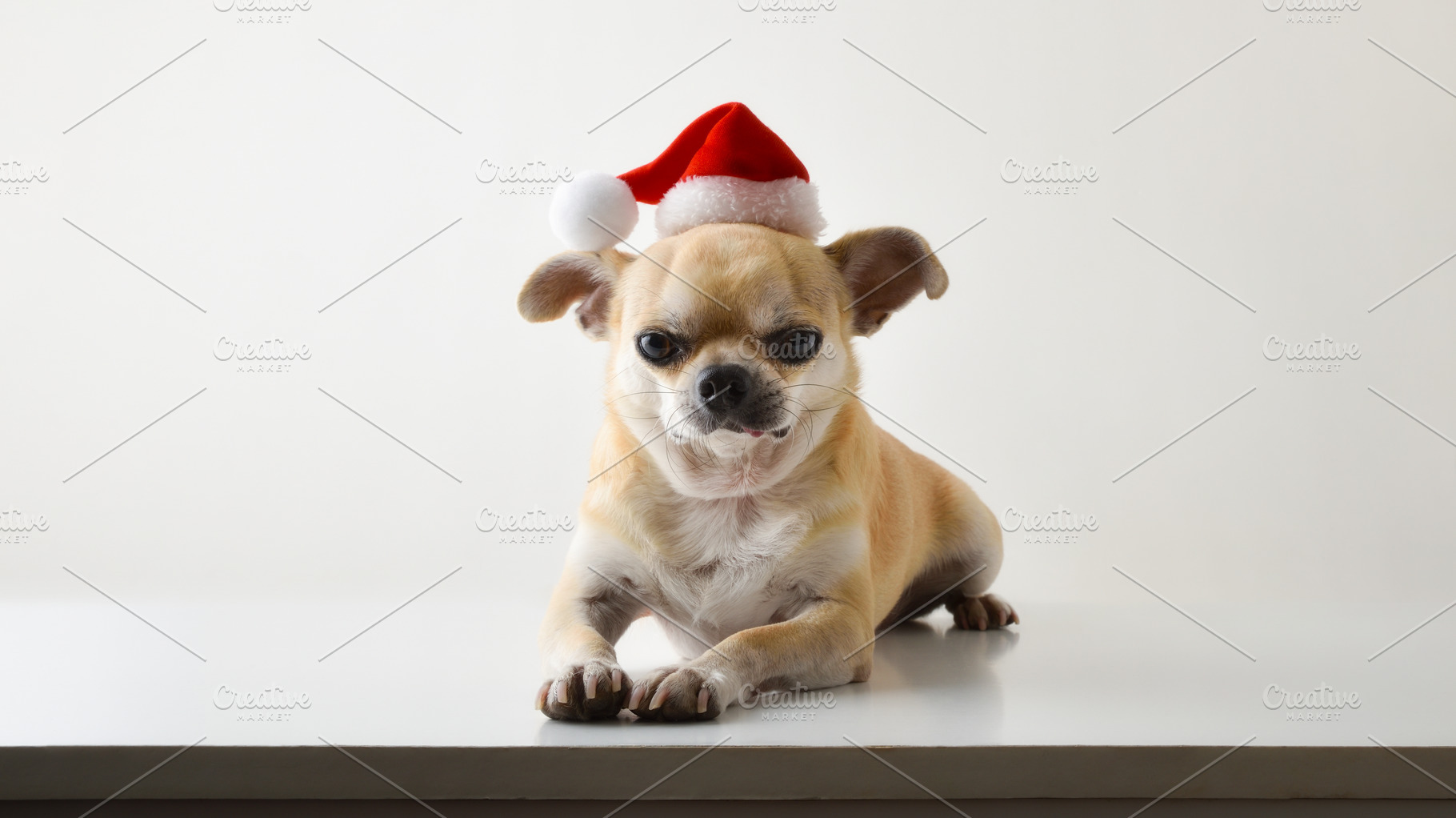 Chihuahua with Santa hat on white bench and isolated background, a Holiday Photo by Davizro's Market