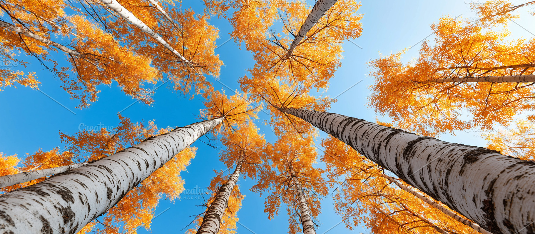 Stunning autumn view of tall birch, a Nature Photo by MistyDay