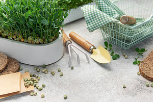 Growing microgreens with gardening tools and pea seeds, a Food & Drink Photo by Olena Rudo