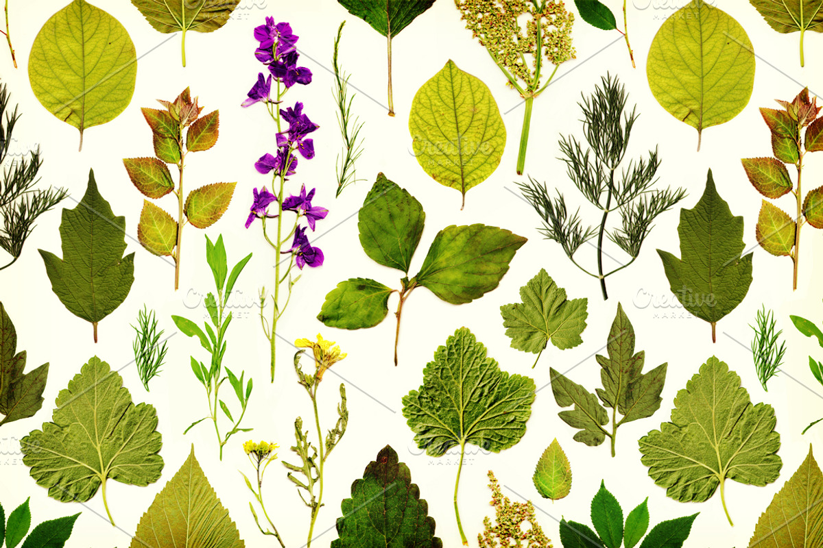 Vintage herbarium seamless pattern