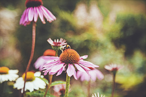 Iseeyouflower coneflower 2 stock photo containing flowers and floral