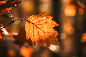 Close-up of an autumn oak leaf in go, a Nature Photo by professorinc