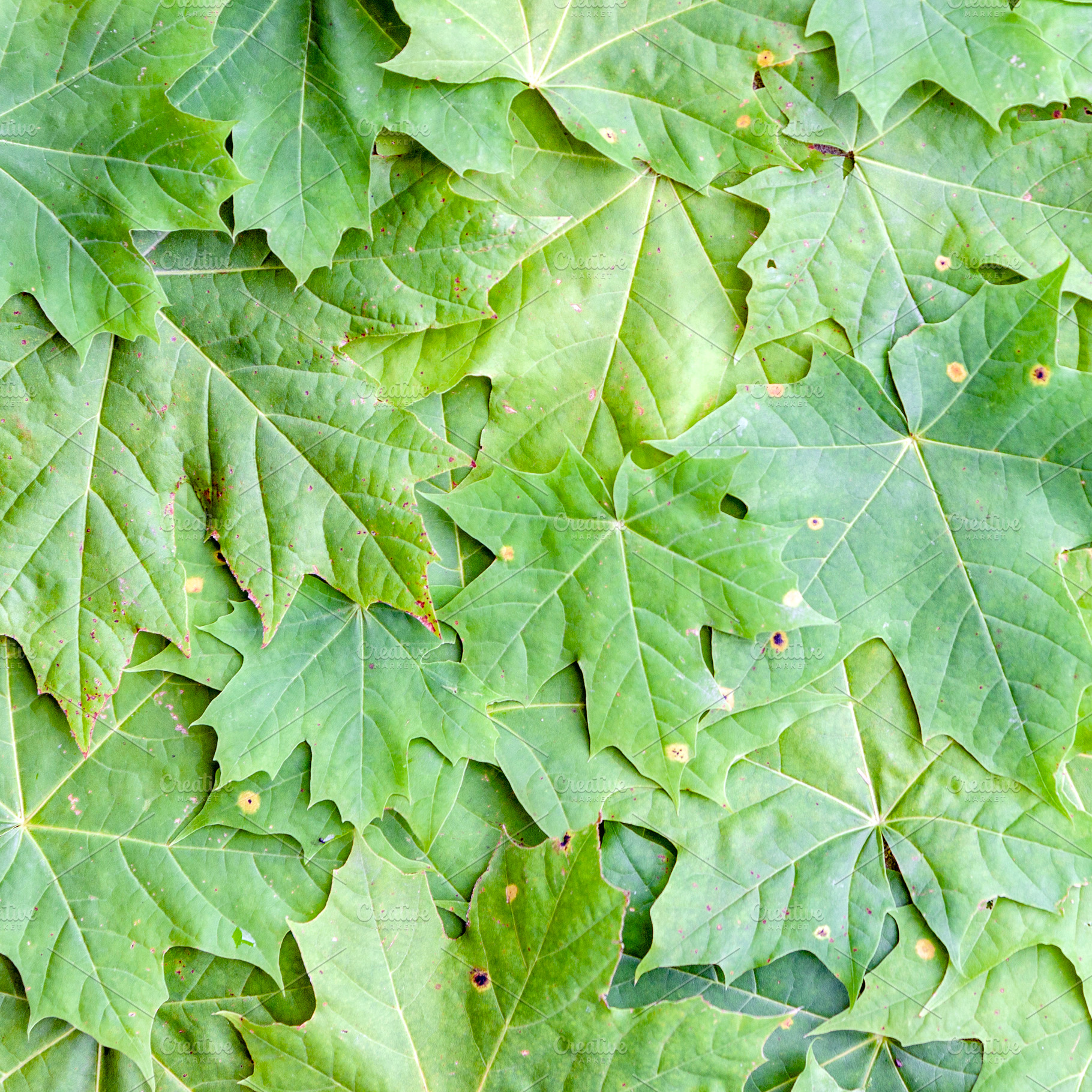 Green maple tree leaves background, a Nature Photo by BOOCYS