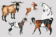 Anglo Nubian Goats: 16 Illustrations, an Animal Illustration by FineArt (Thumbnail 3 of 6)