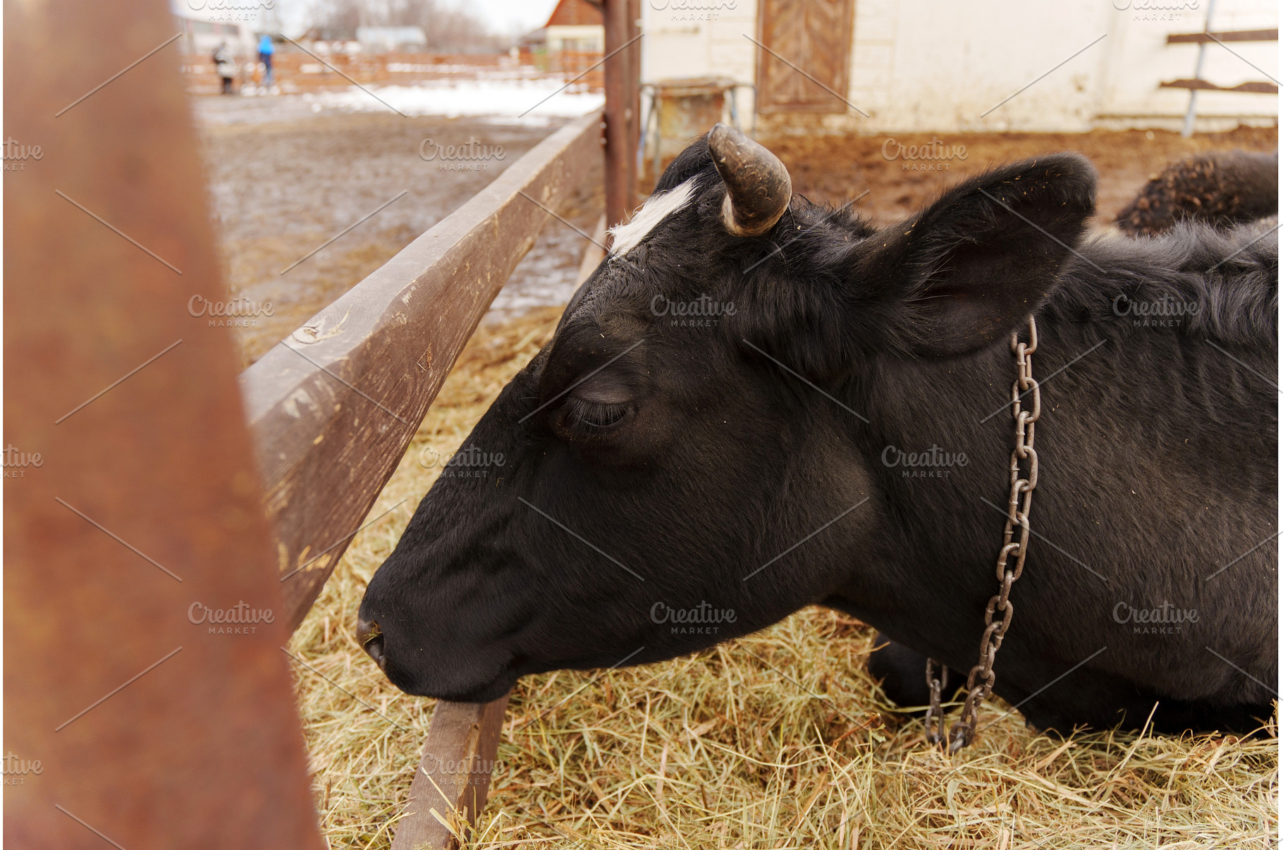 Cow resting in a farmyard, an Animal Photo by darksoul72