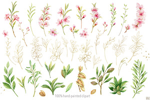 Watercolor Flowers Of Almond.