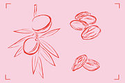 ALMOND LINE ART SET (14+ elements), a Food Illustration by Bonfloret Studio (Thumbnail 7 of 8)